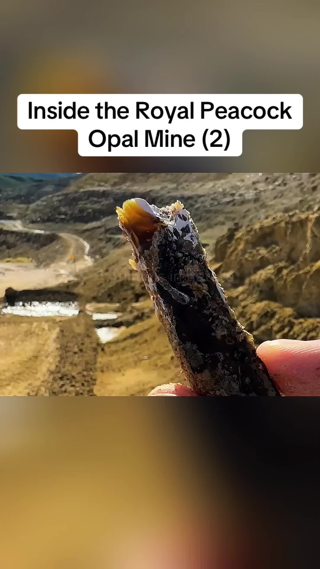 @Animals in nature
