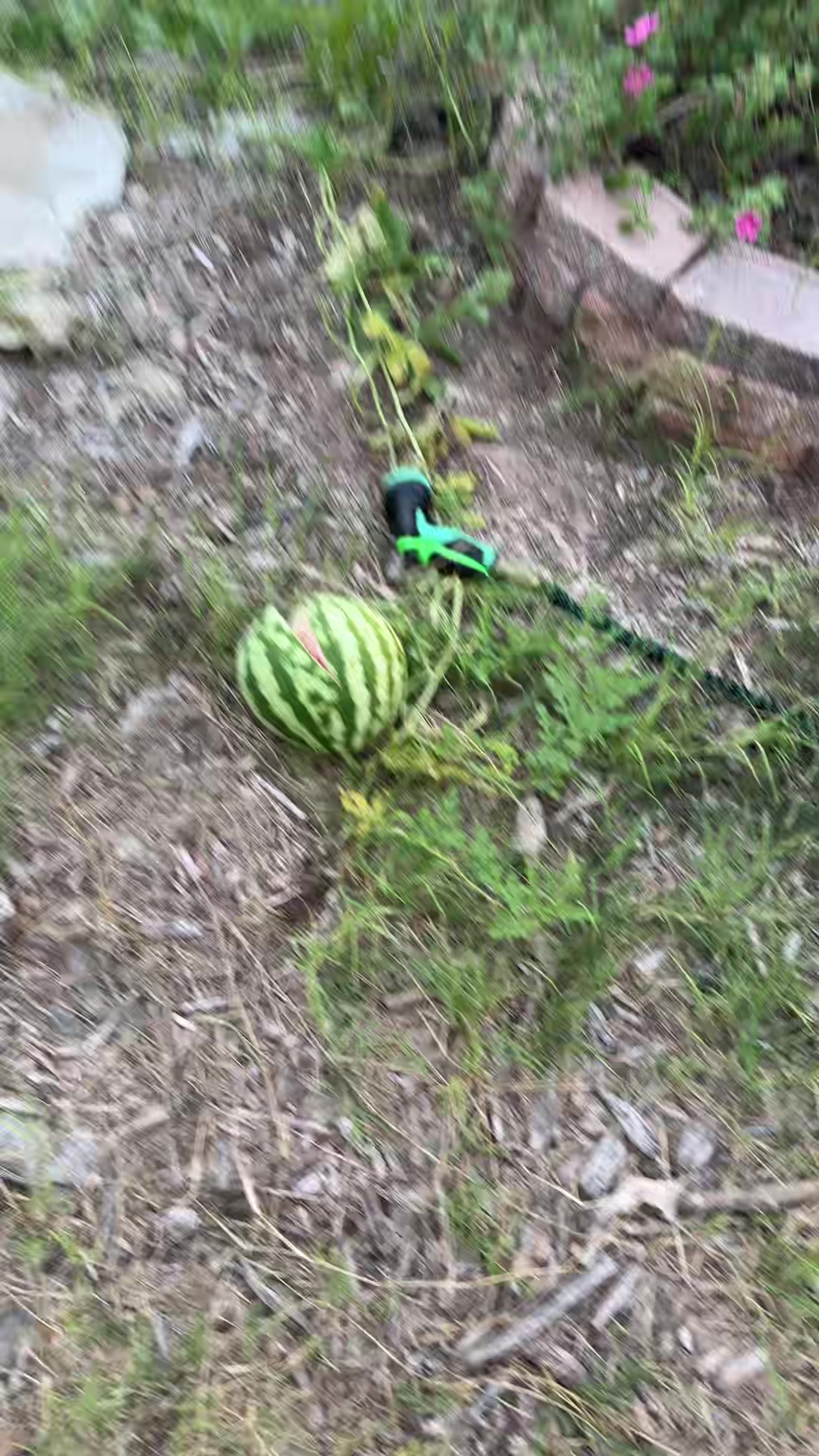 @themagicvalleygardener