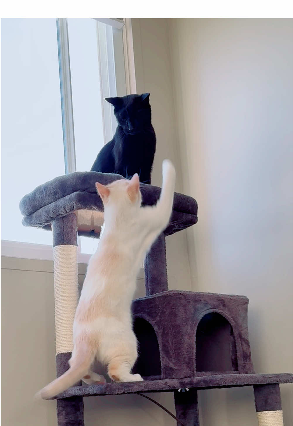 @Gizmo & Falkor🇨🇦🐾