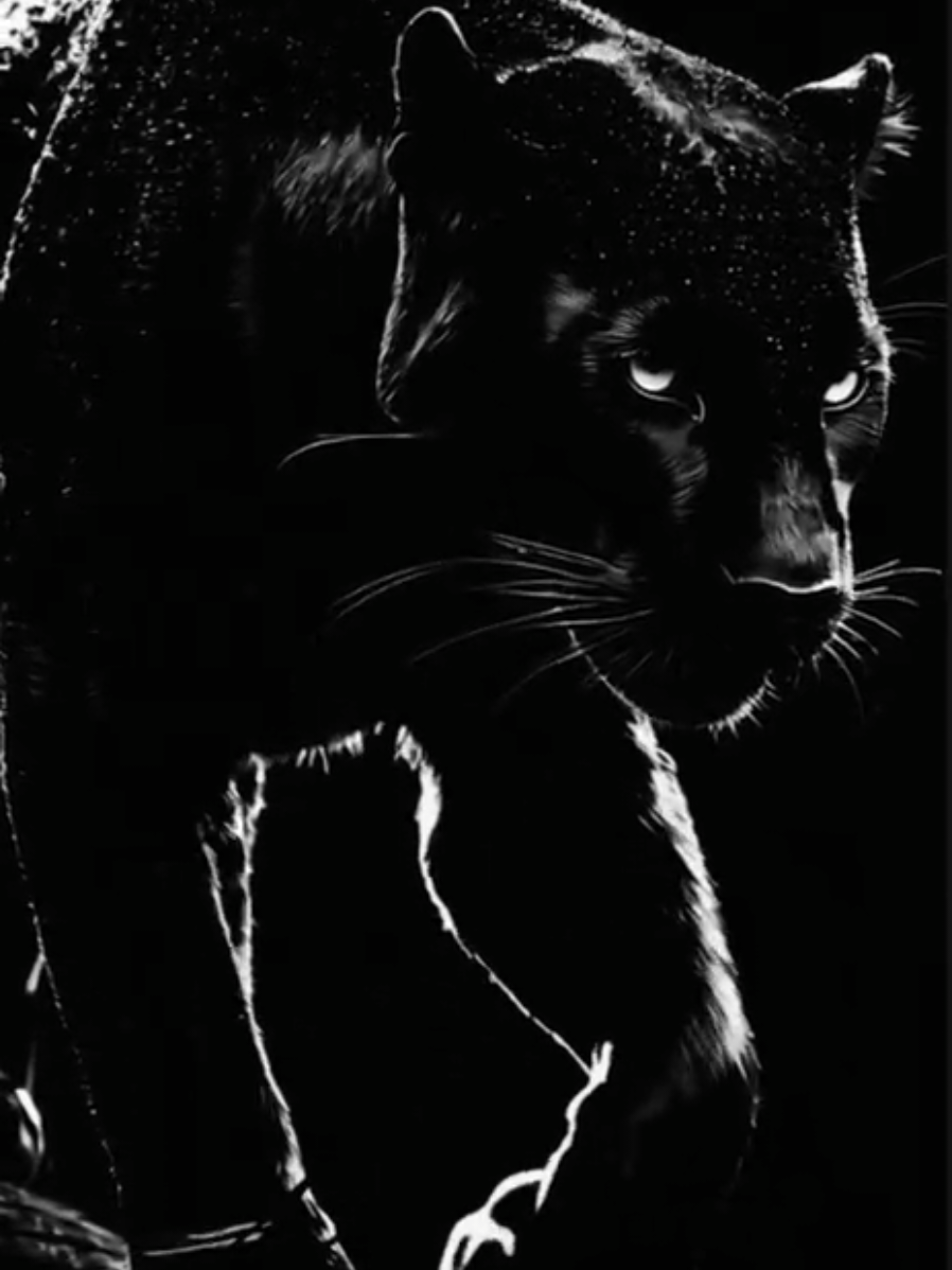 @🖤КОТ!🖤🤟💪✌️😎🖤🖤🖤