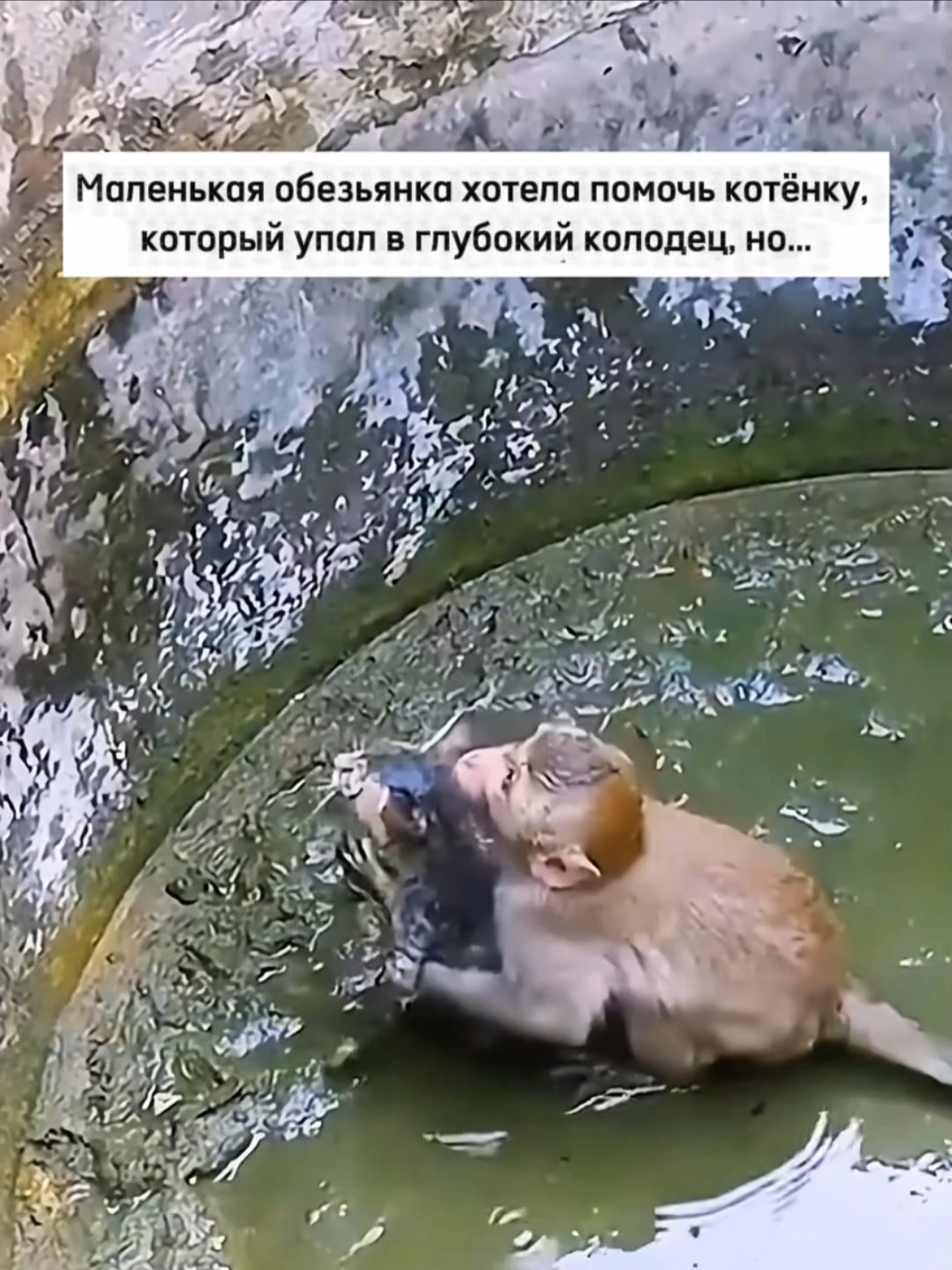 @RescueAnimals Nir