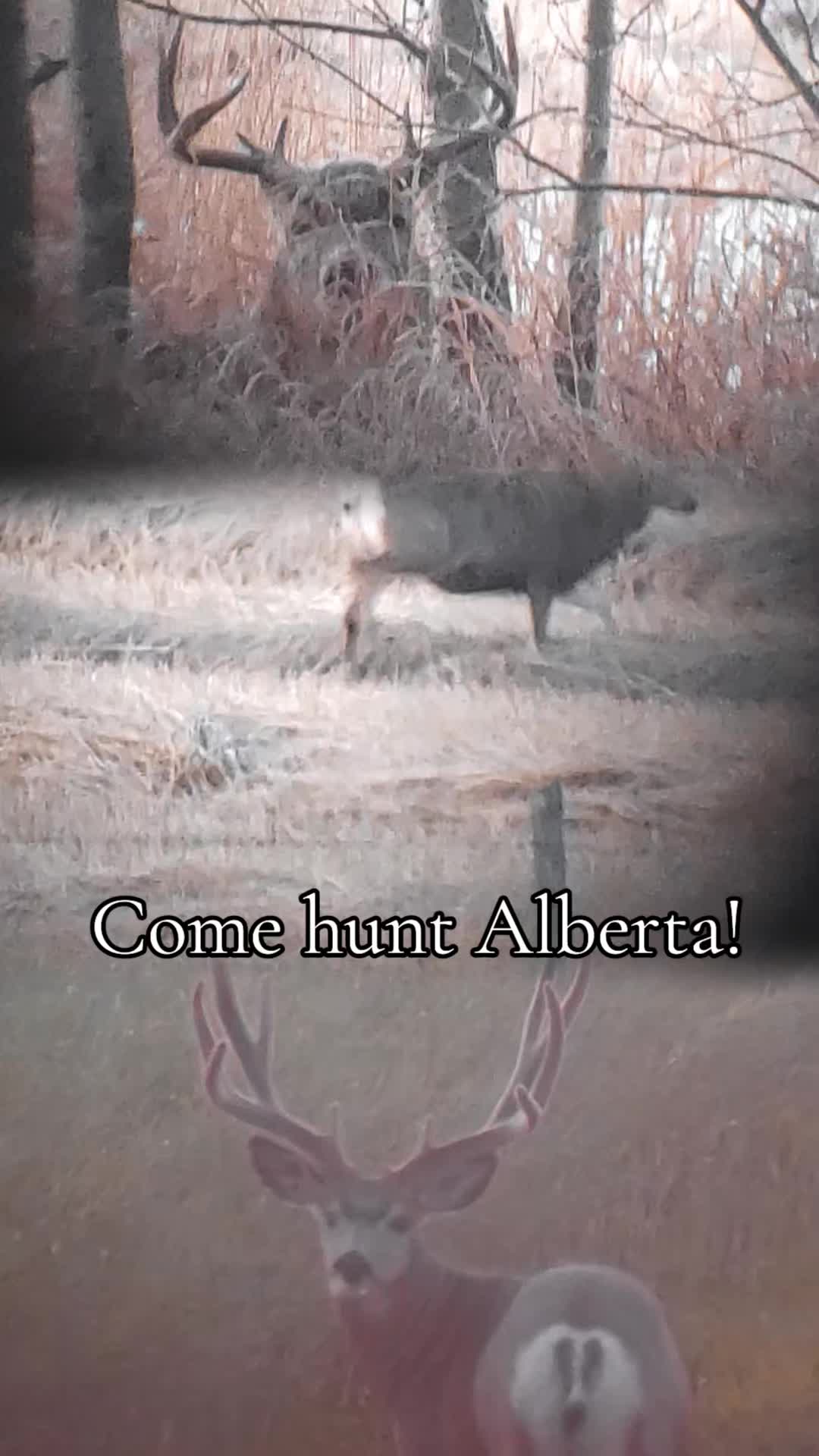 @ddwildhunts