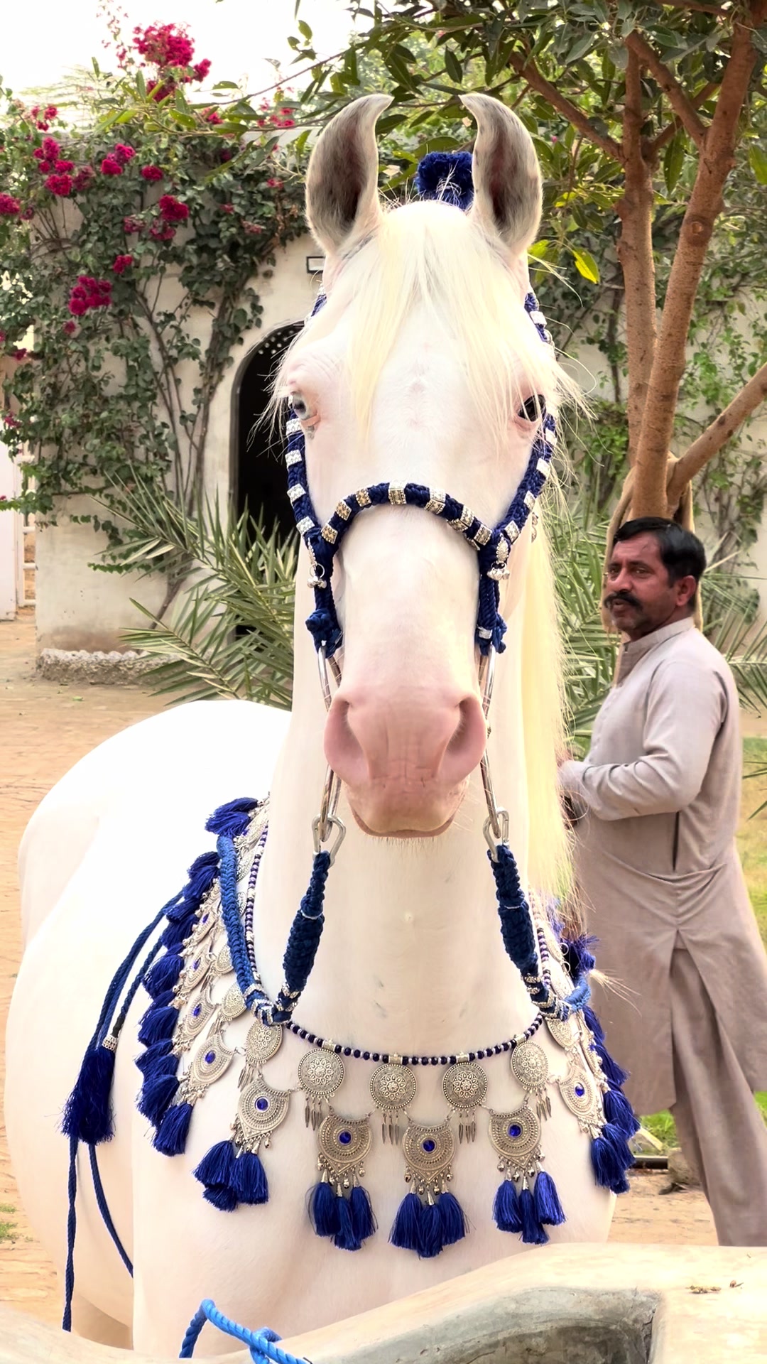 @SUNRISE STUD FARMS RAWALPINDI