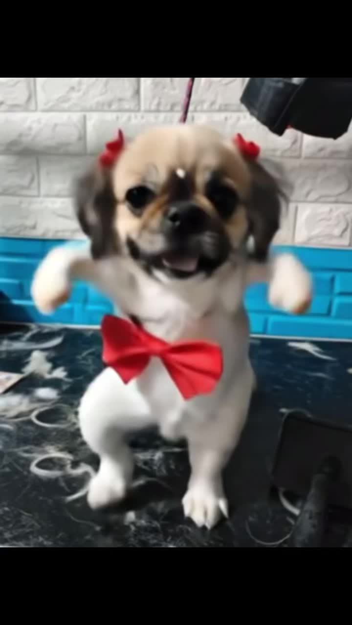 @zizarmaster
