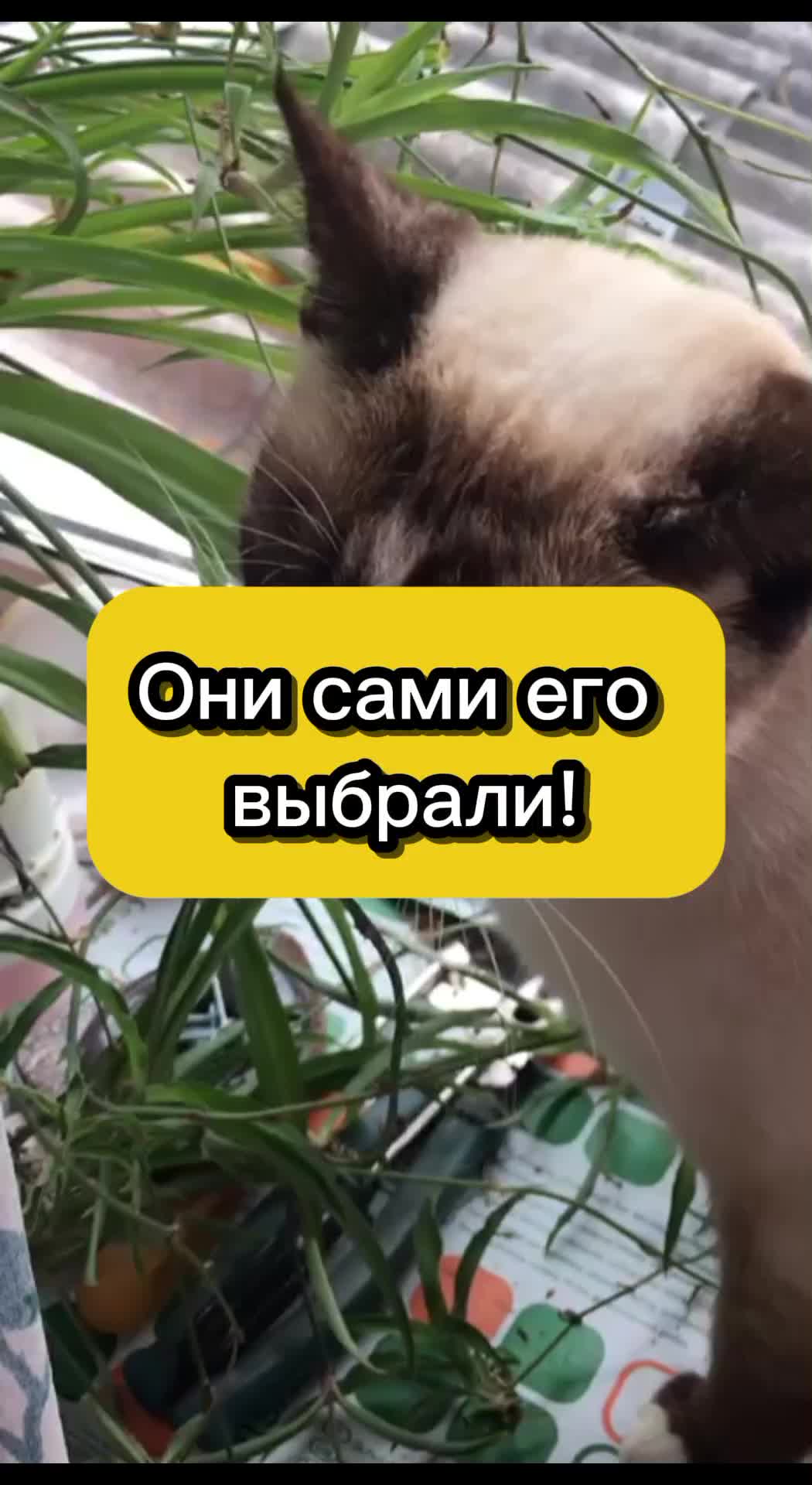 @Ogorodozigzag