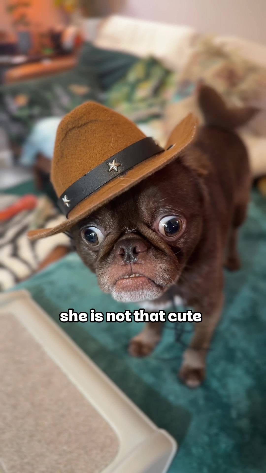@ChilliThePug