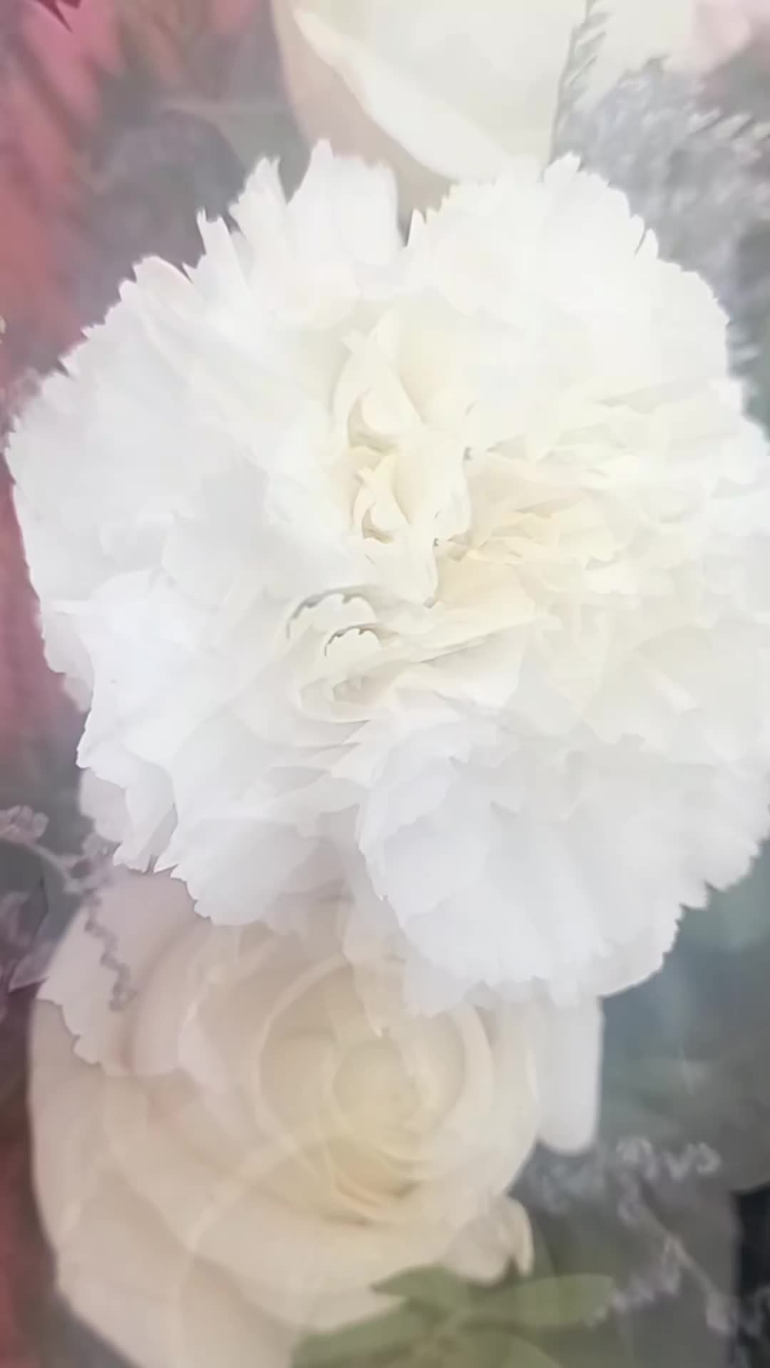 @Amarylis