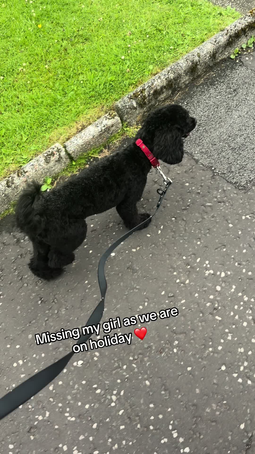 @Remembering RubyRoo 🤍🕊️