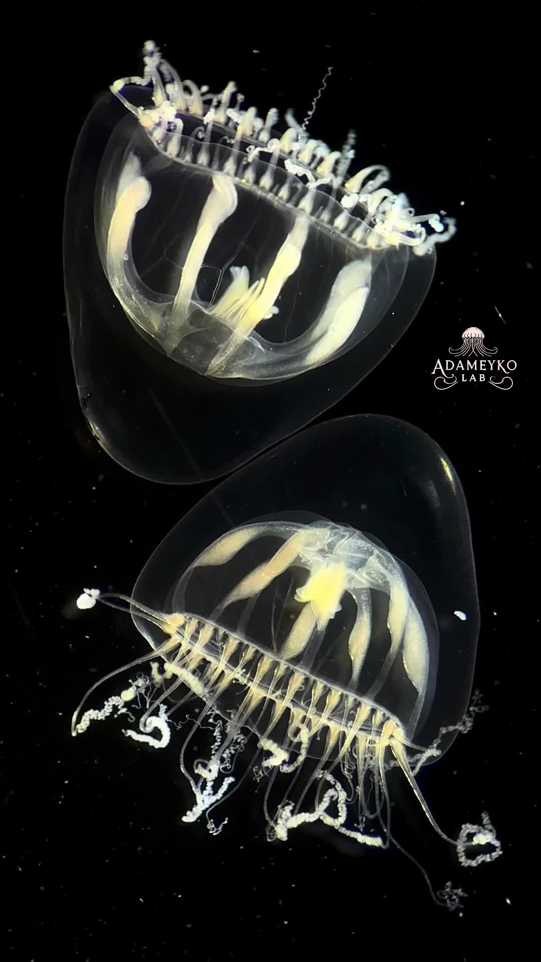 @The_story_of_a_biologist