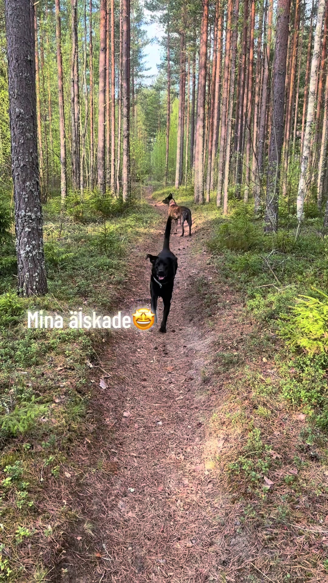 @dutch_lab_stories