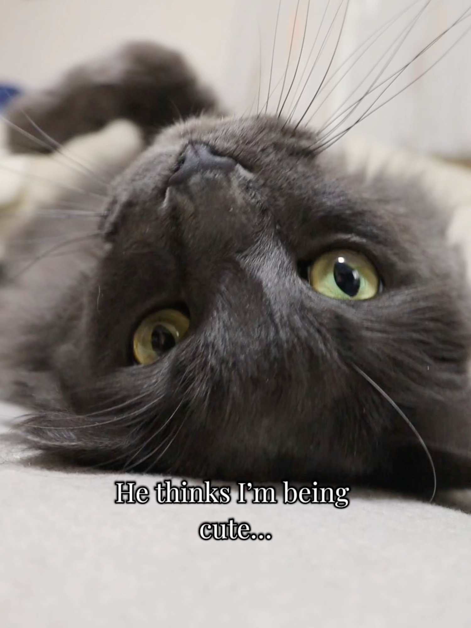 @Manny der Strizzikater
