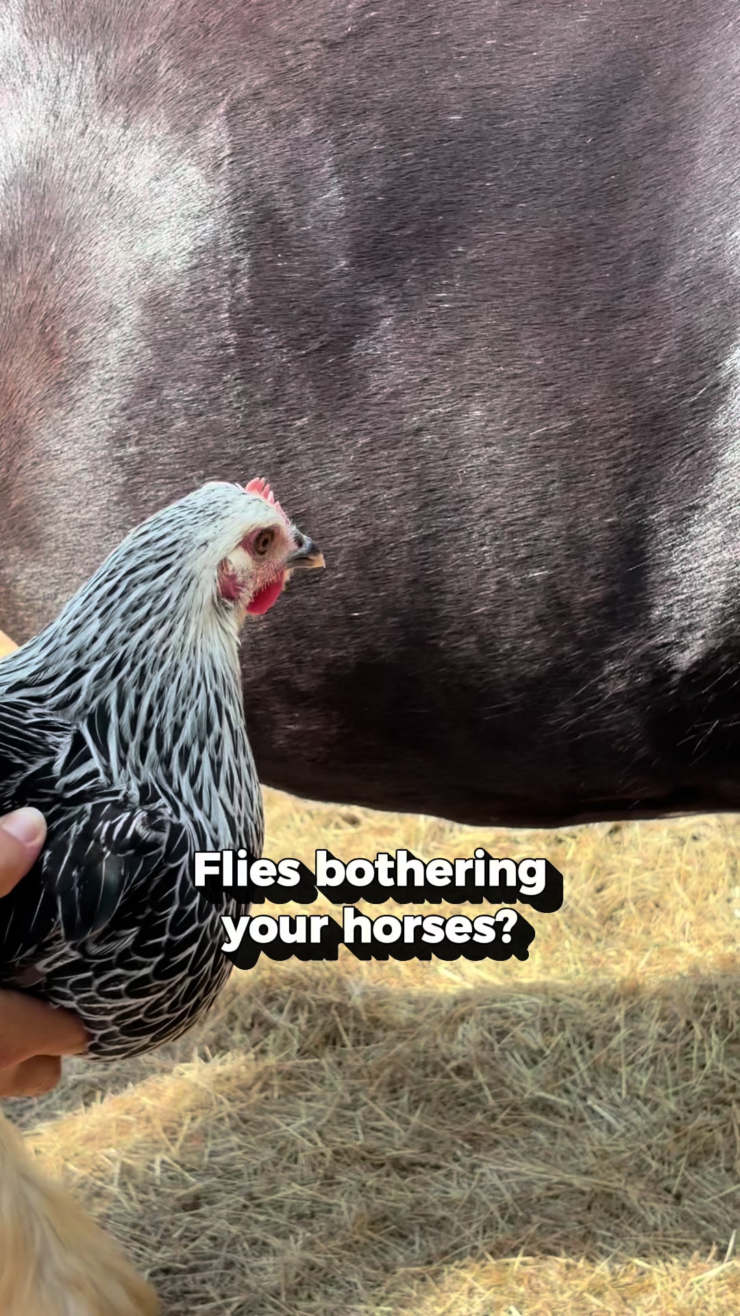 @The Novice Rider