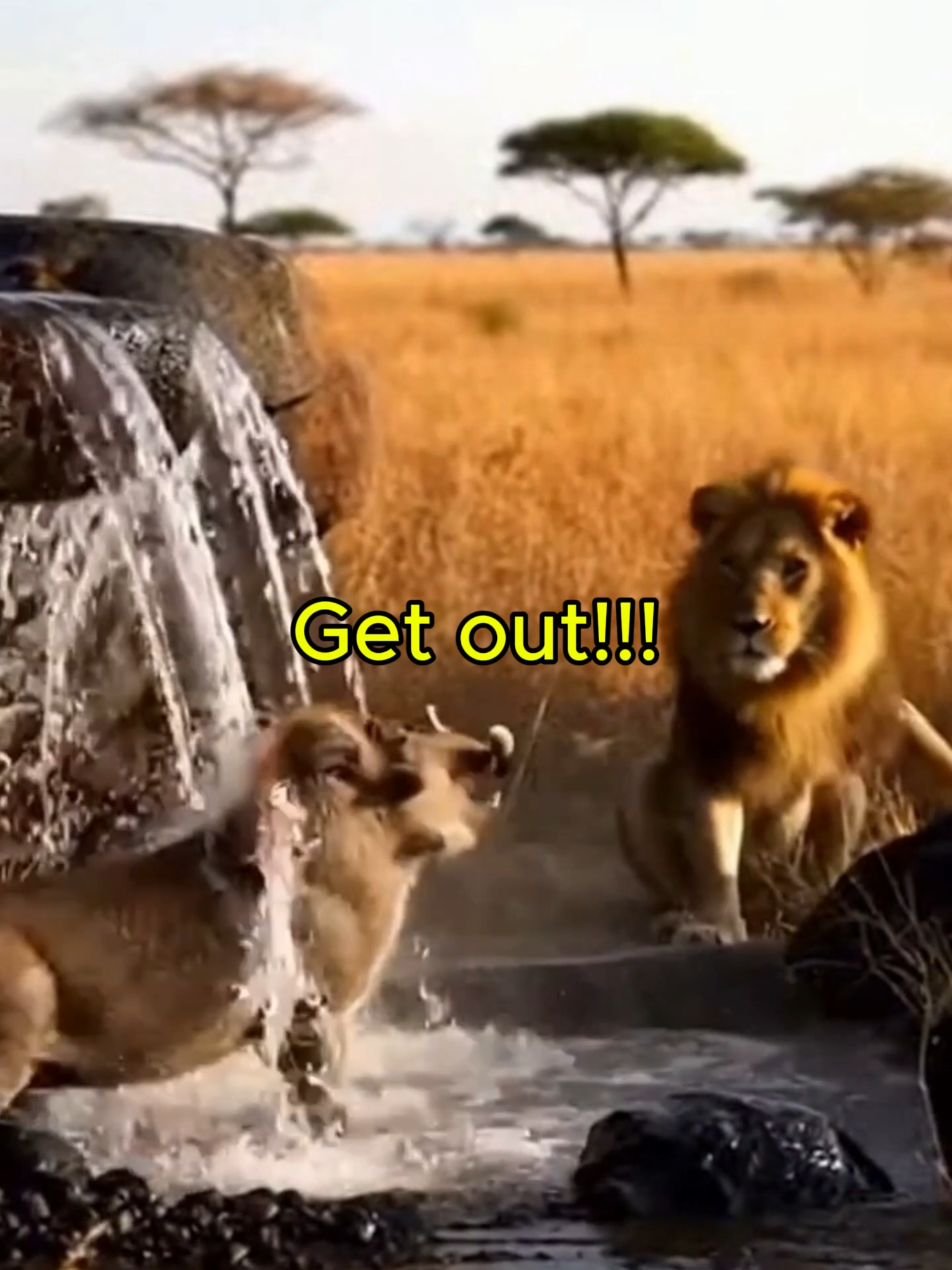@Pride of the Wild