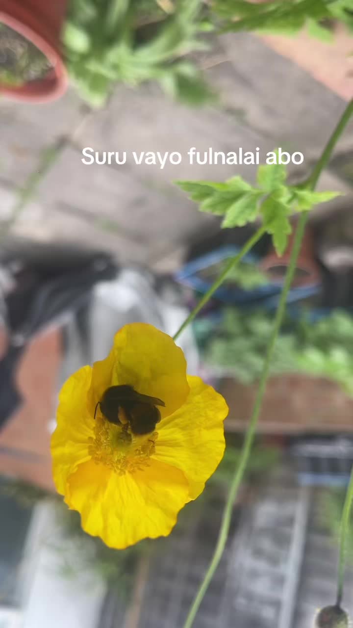 @Rita limbuni
