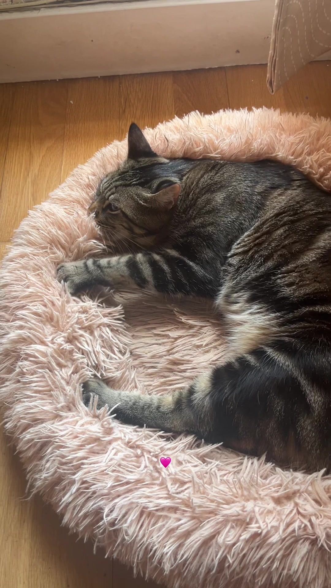 @Cloe-Leo 🤍🧡cats