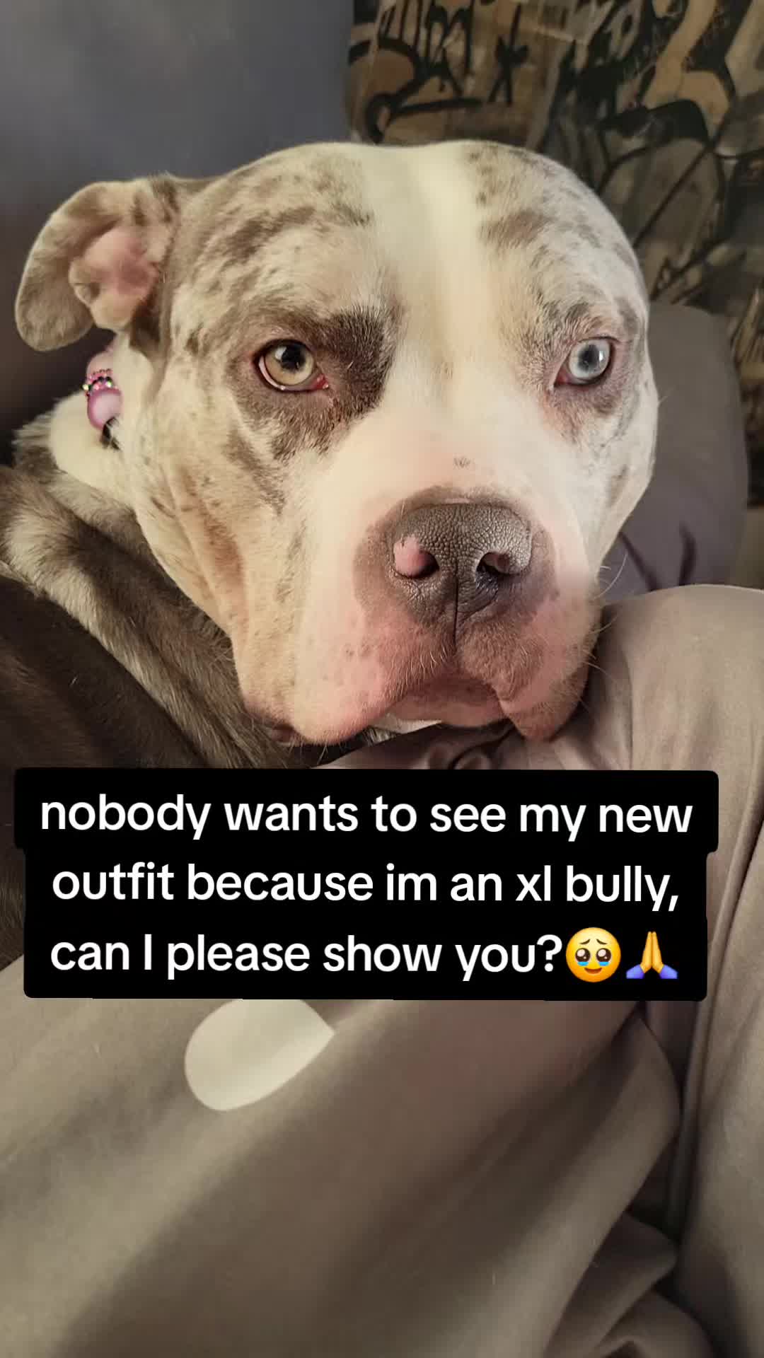@kirsty+starlight the xl bully