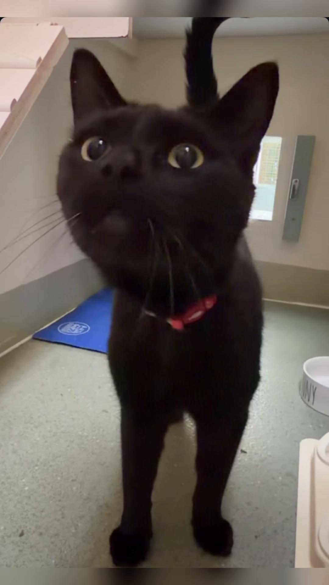@Herongate Village Cattery