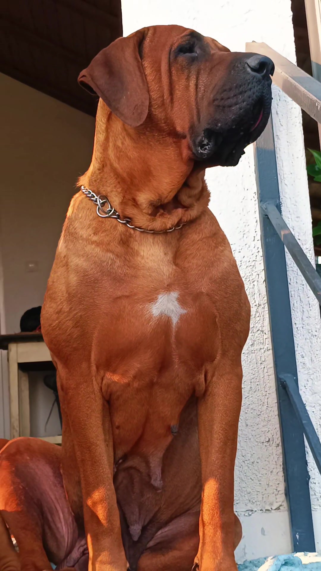 @Spirit of Asia Kennel
