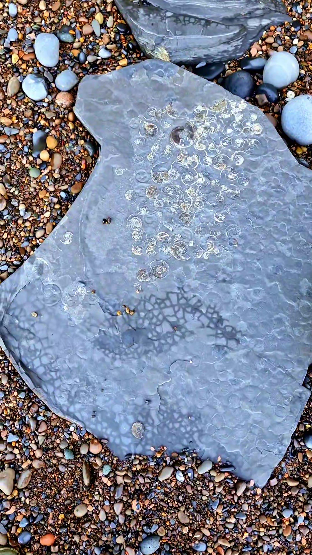 @All About The Fossils