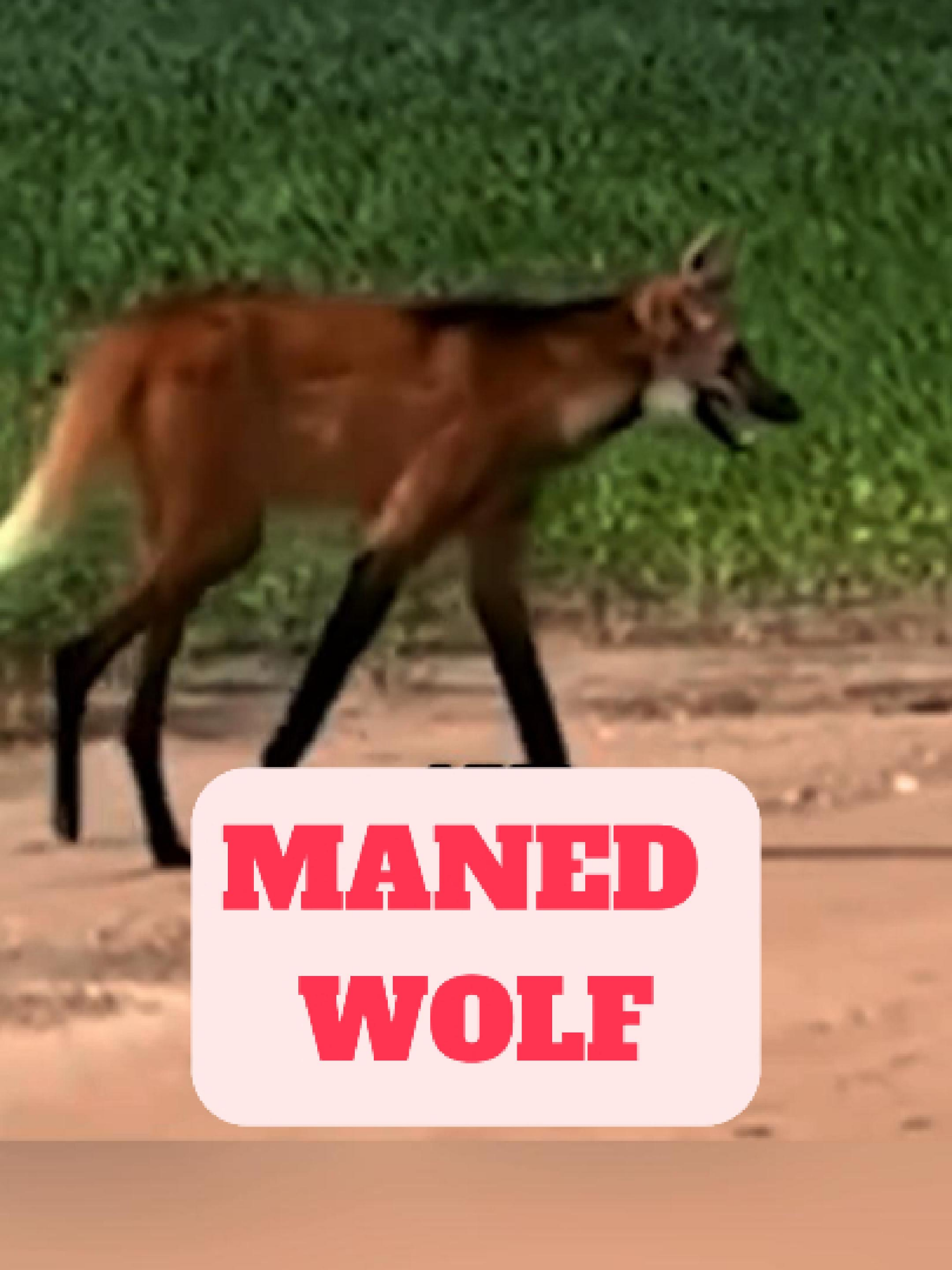 @WildlifeWonderTV Animal Facts