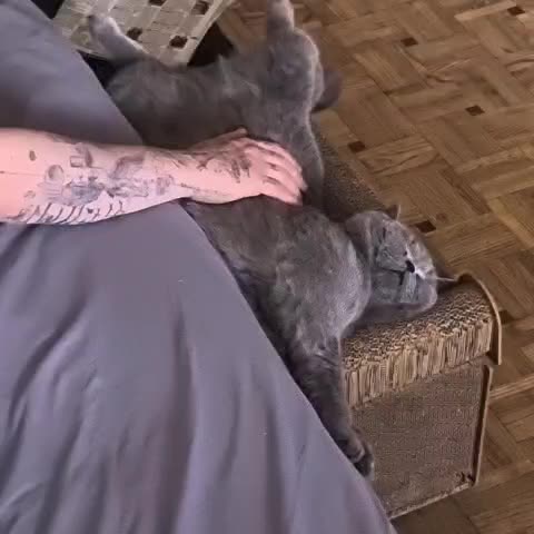 @bluemoonthecat