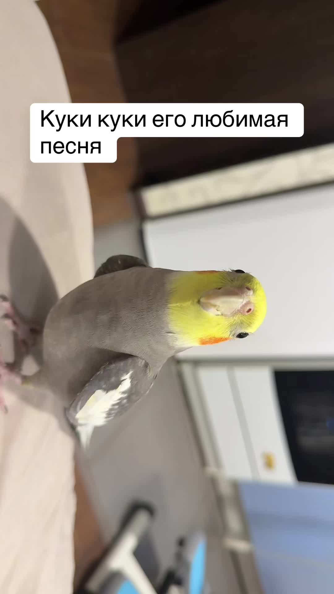 @𝓘𝓛𝓐𝓝𝓐 and Lelik
