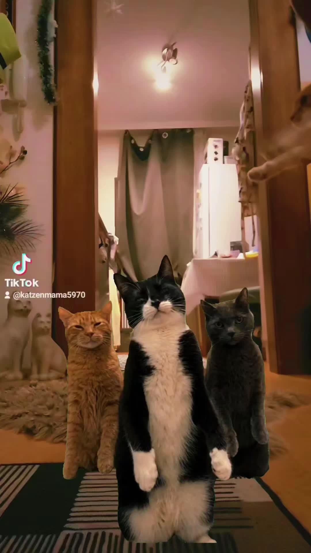 @&hearts;️Katzenmama&hearts;️