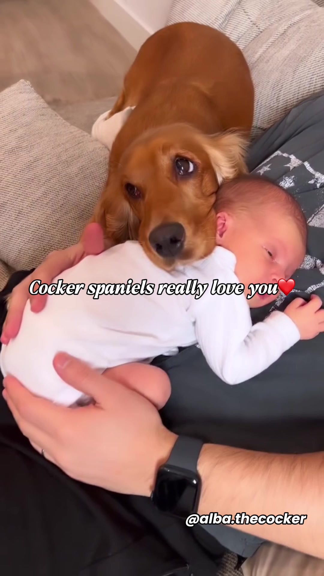 @Real Barks