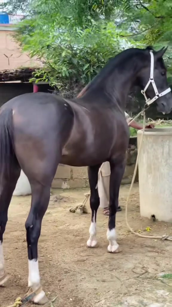 @Ch Hammad bokan ♥️🐎
