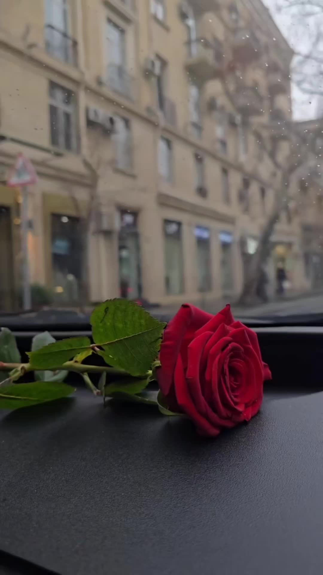 @_rosa_rosalita