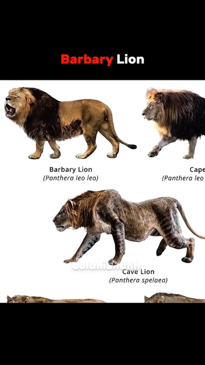 @lion_world5