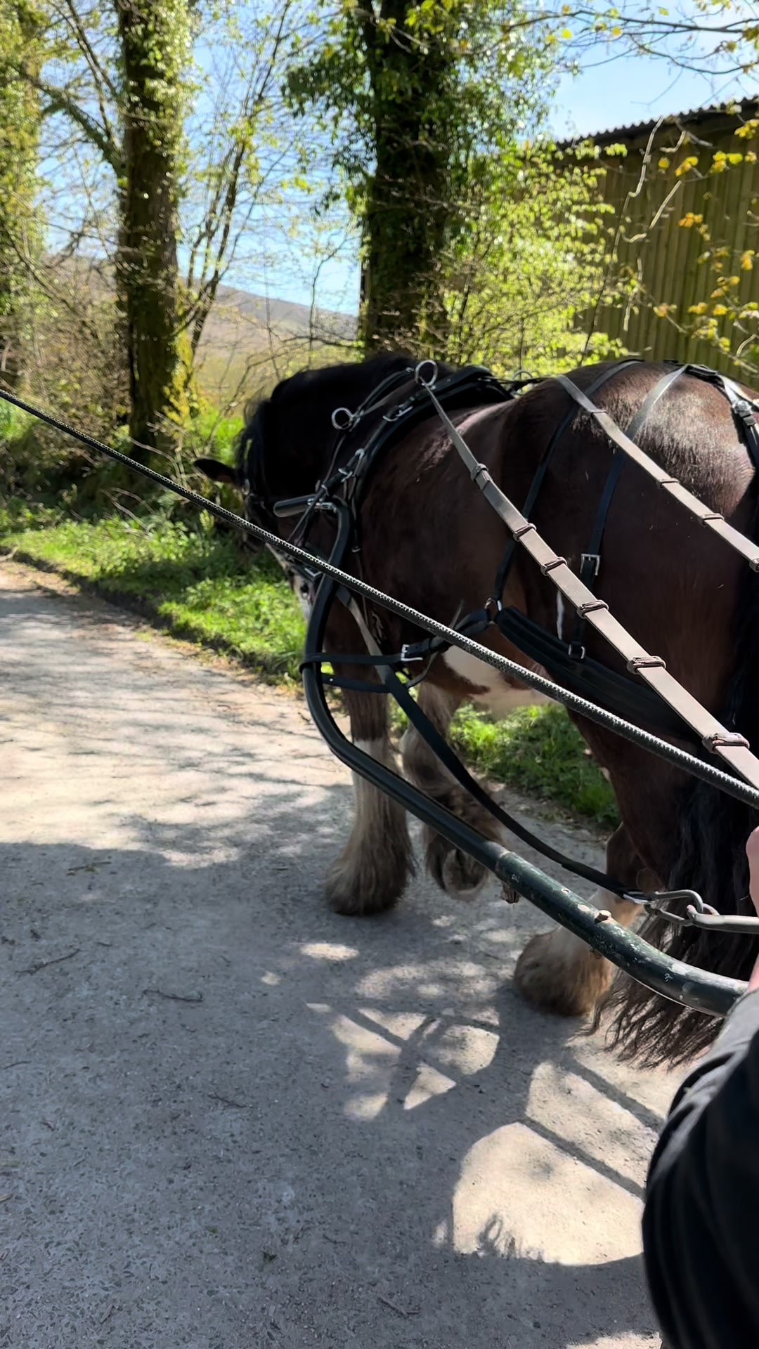 @Dartmoor Carriages