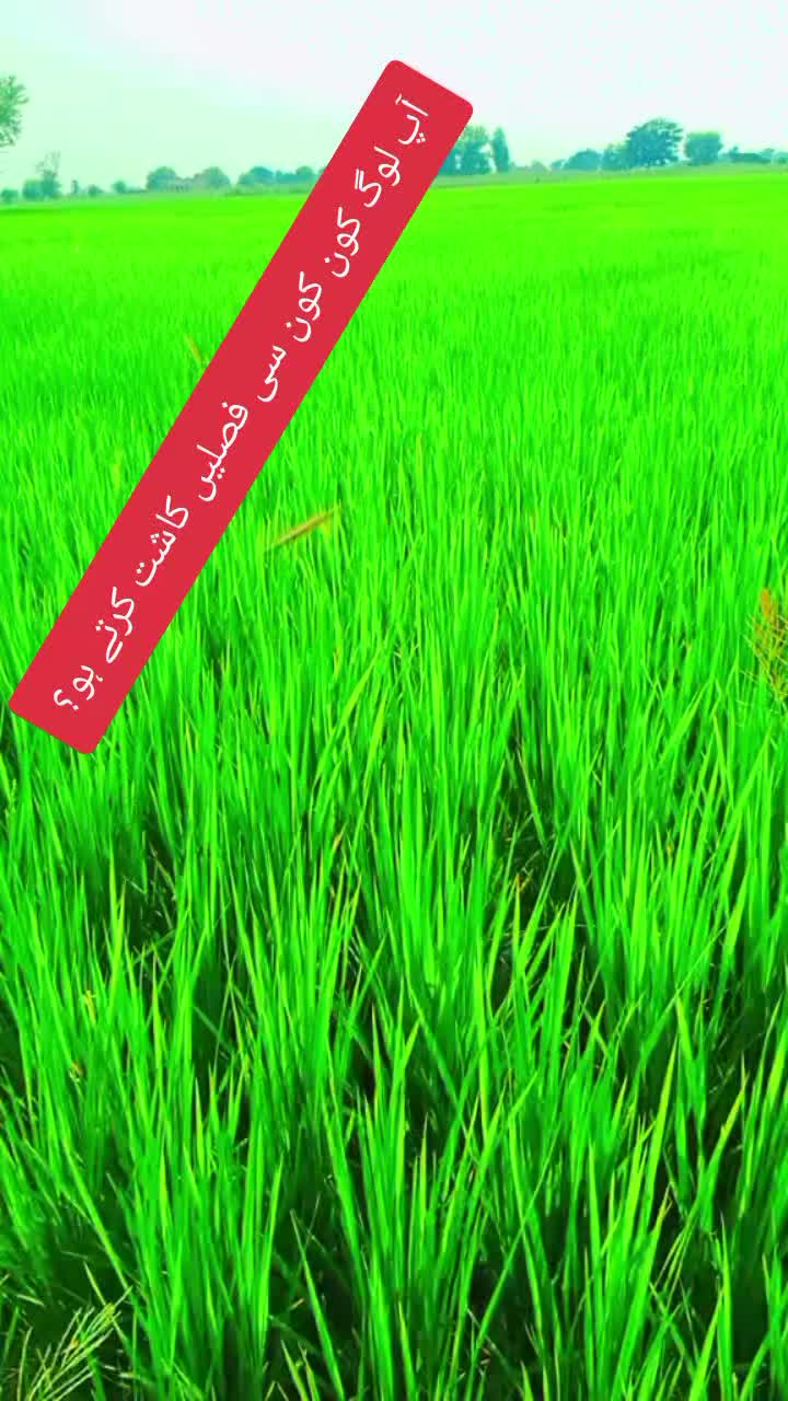 @🌹پنڈا آلے🌱🌾🇵🇰