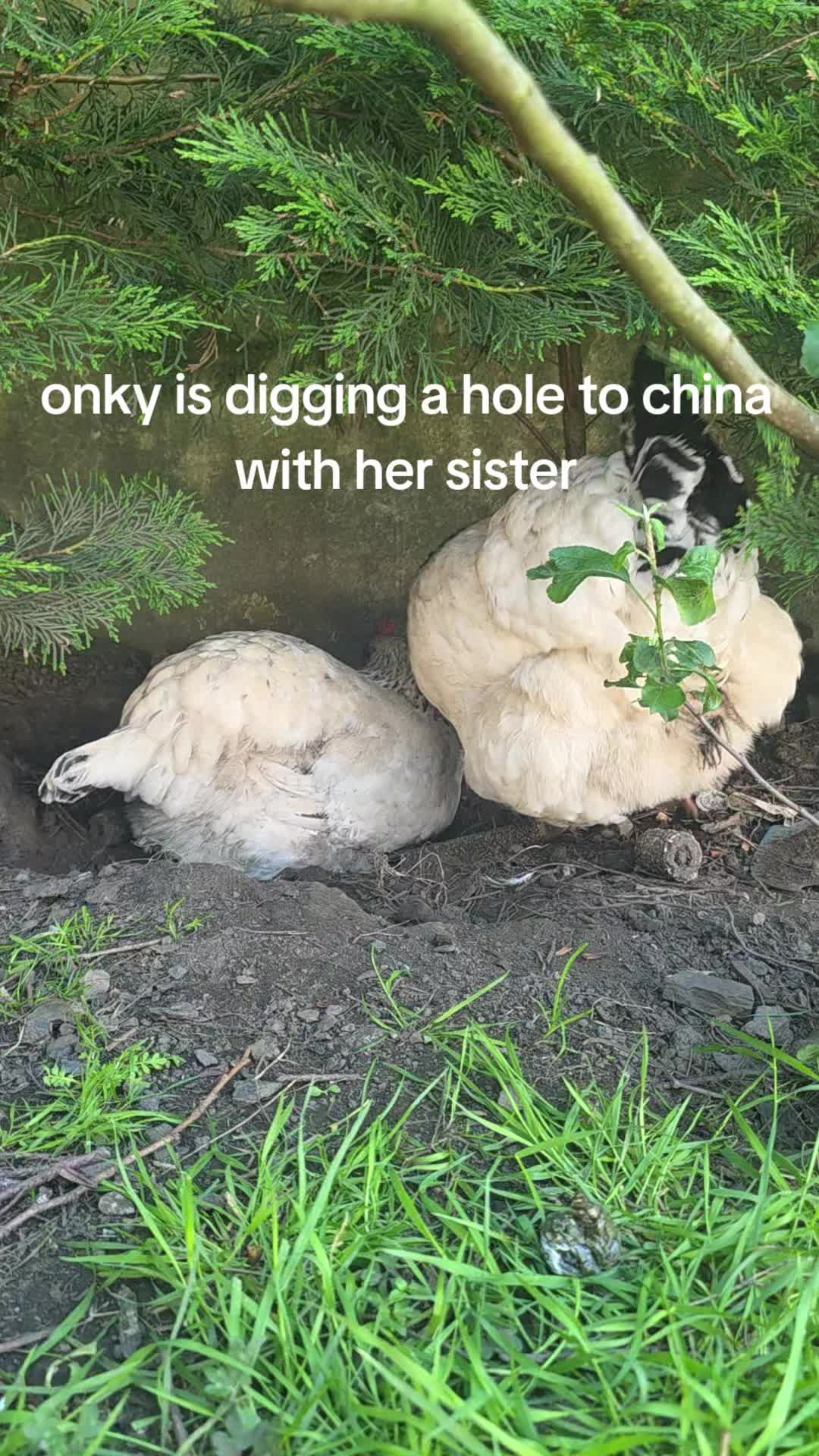 @Cail.Snail08