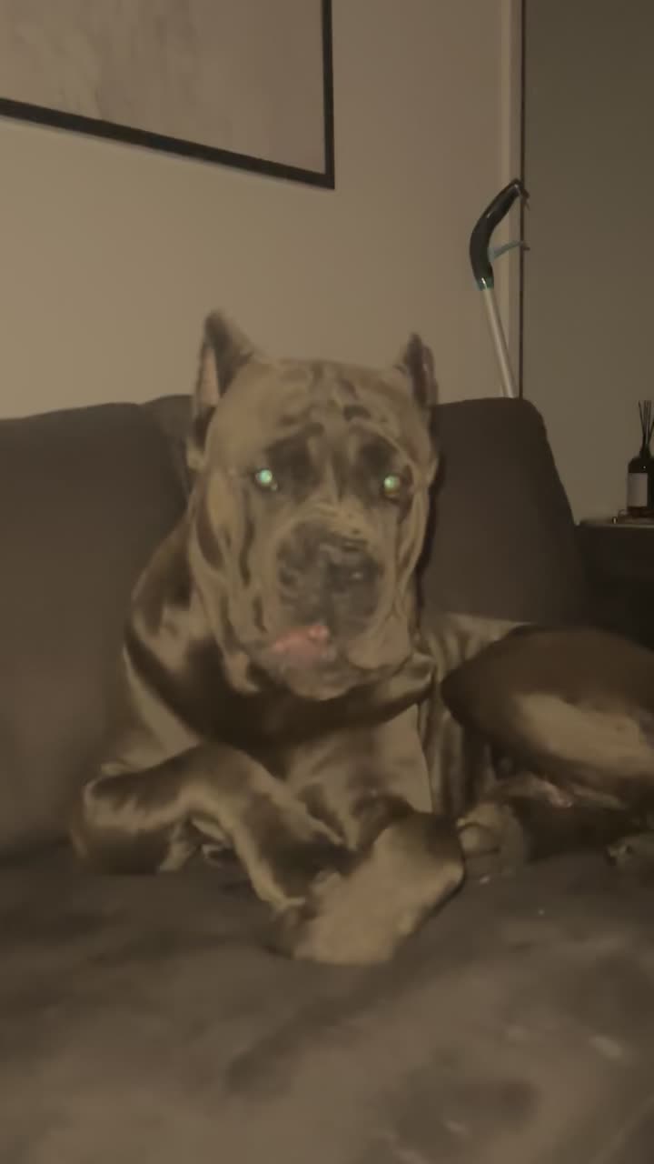 @CaneCorsoAres