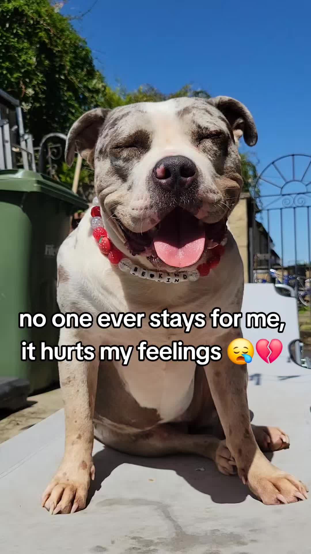 @kirsty+starlight the xl bully