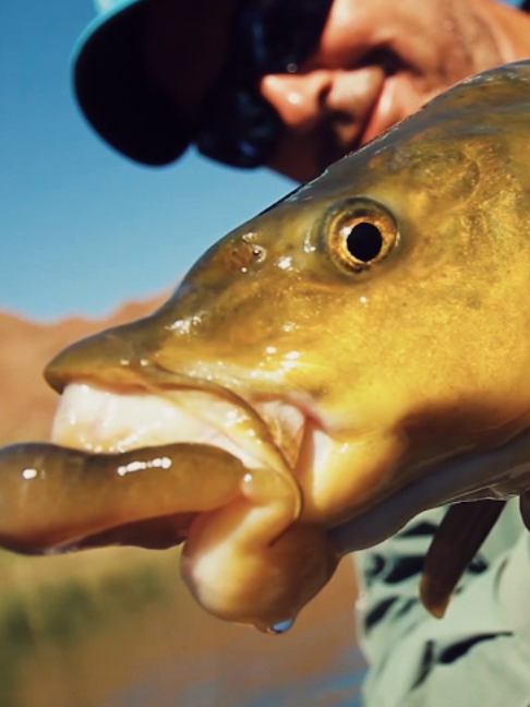 @Fishing TV