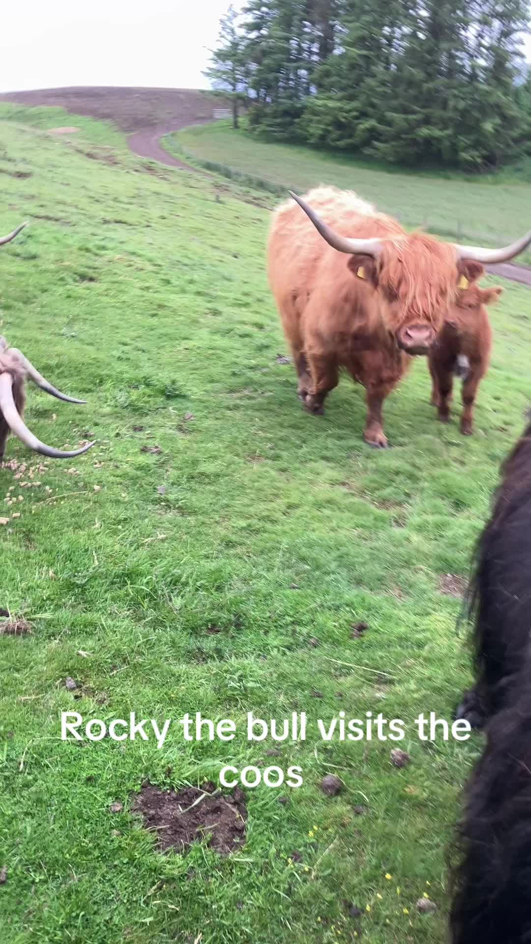 @Highland Coo Clan