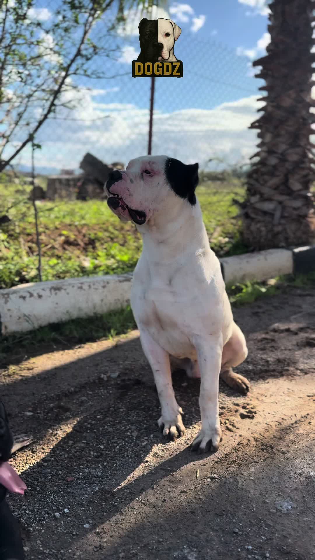 @dogdz🏴☠️🇩🇿