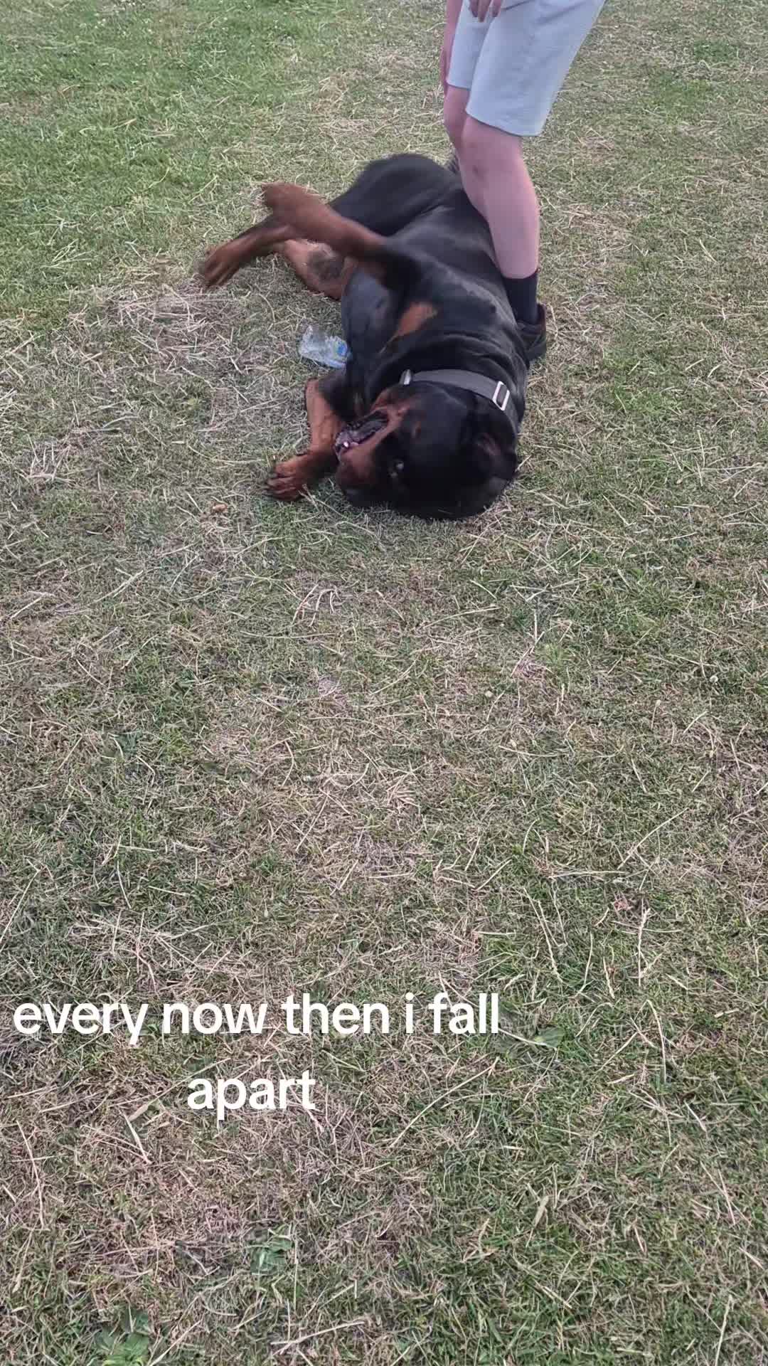 @Reggie the Rott