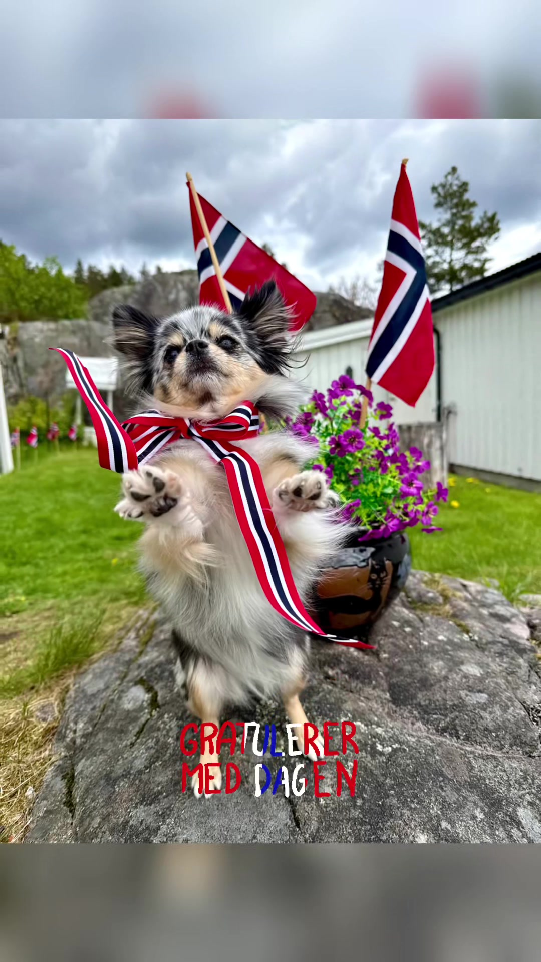 @Mia🐾🇳🇴