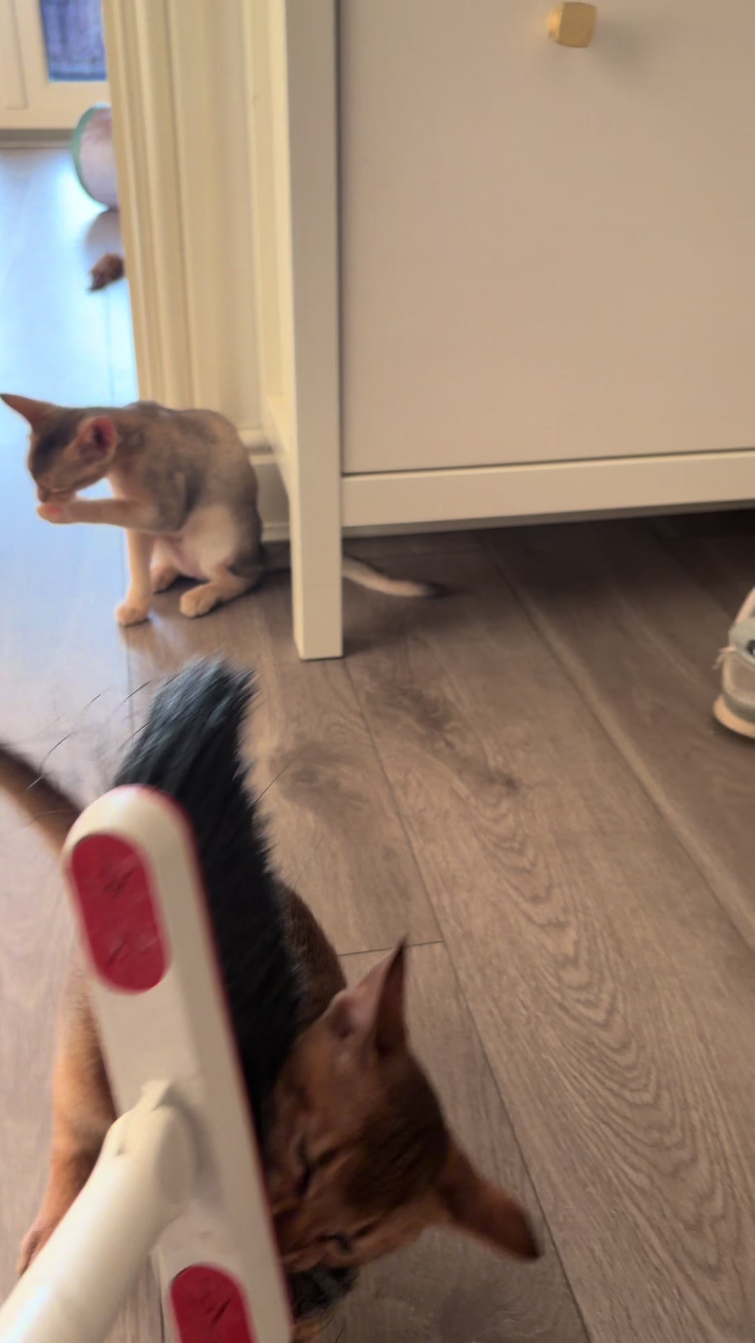 @Abyssinian cat UK