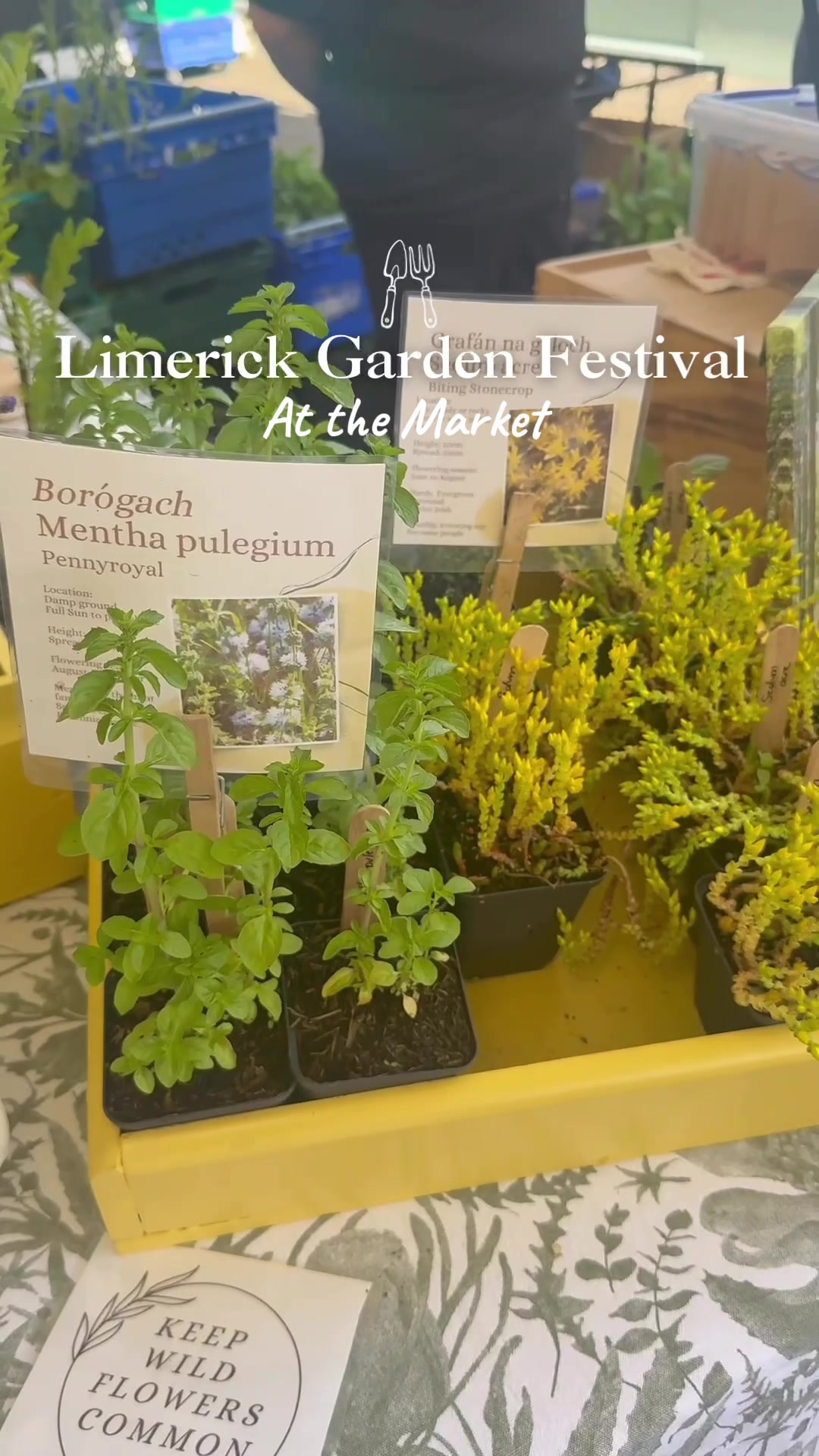 @Limerick Milk Market