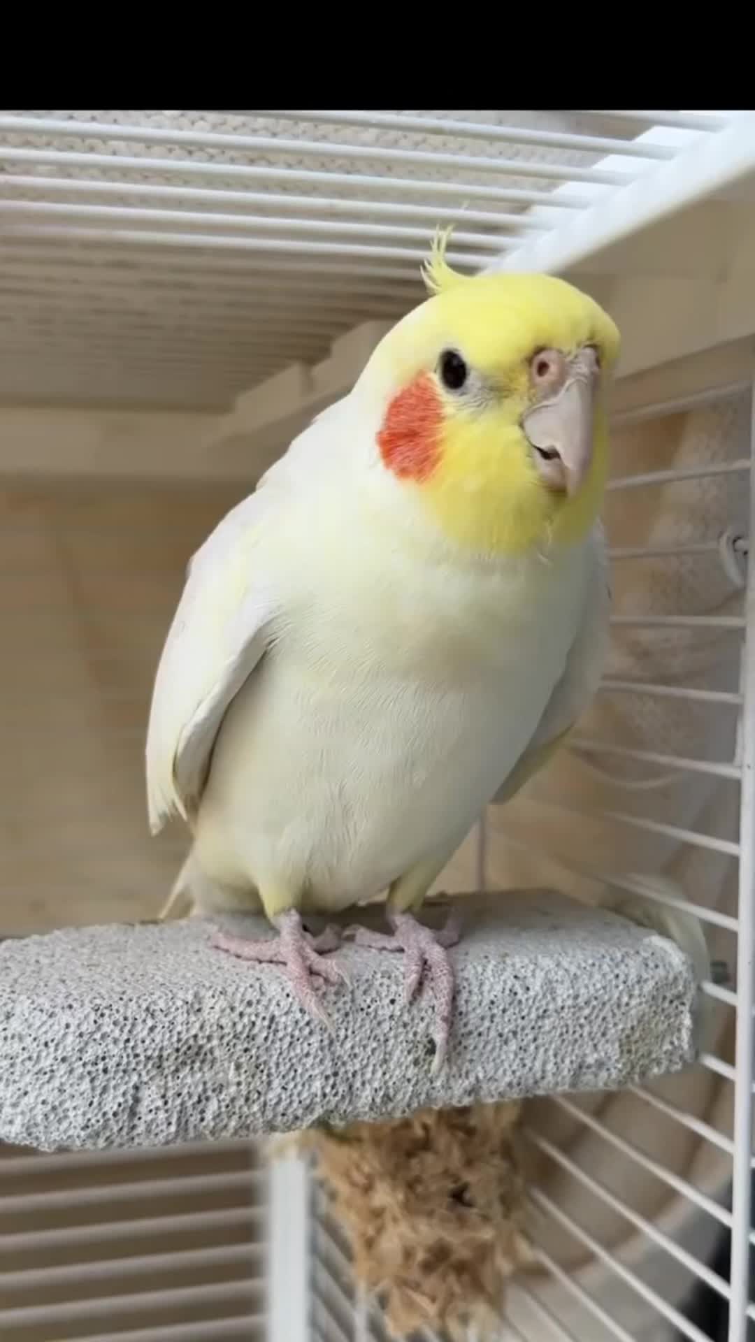 @Cockatiels Craze