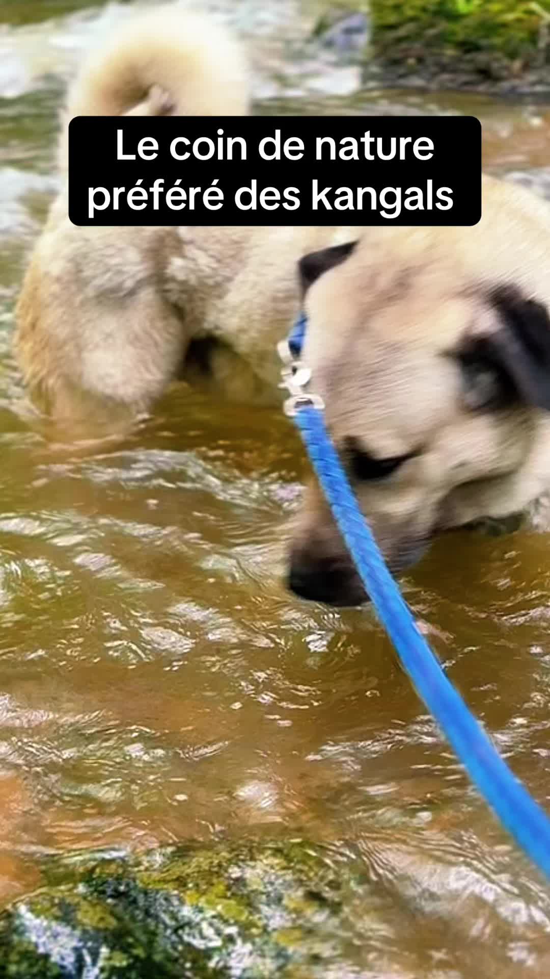 @Purekangal