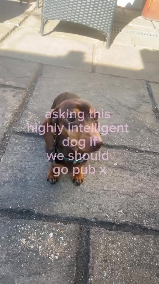 @BellaLongDog