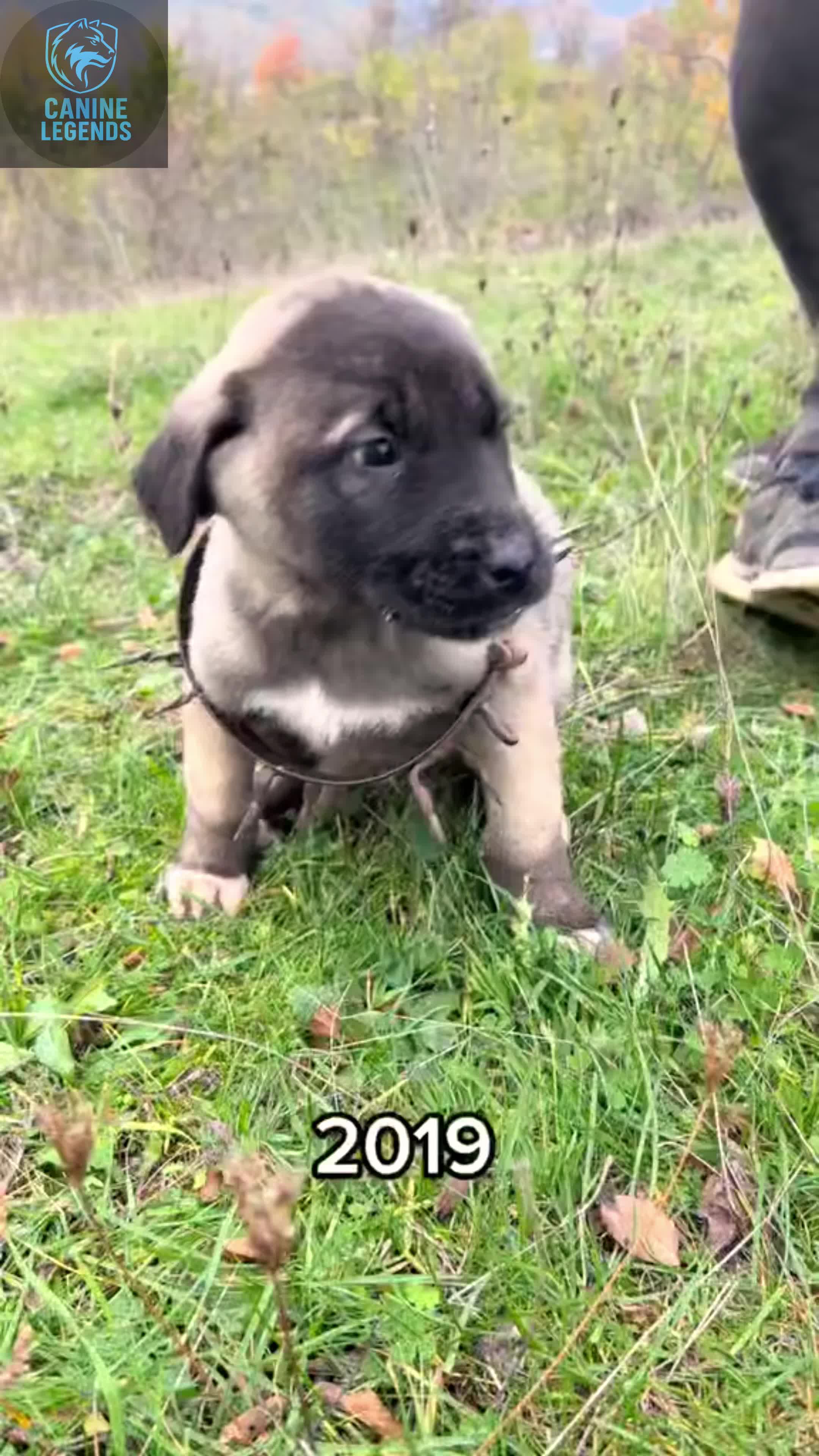 @Canine Legends