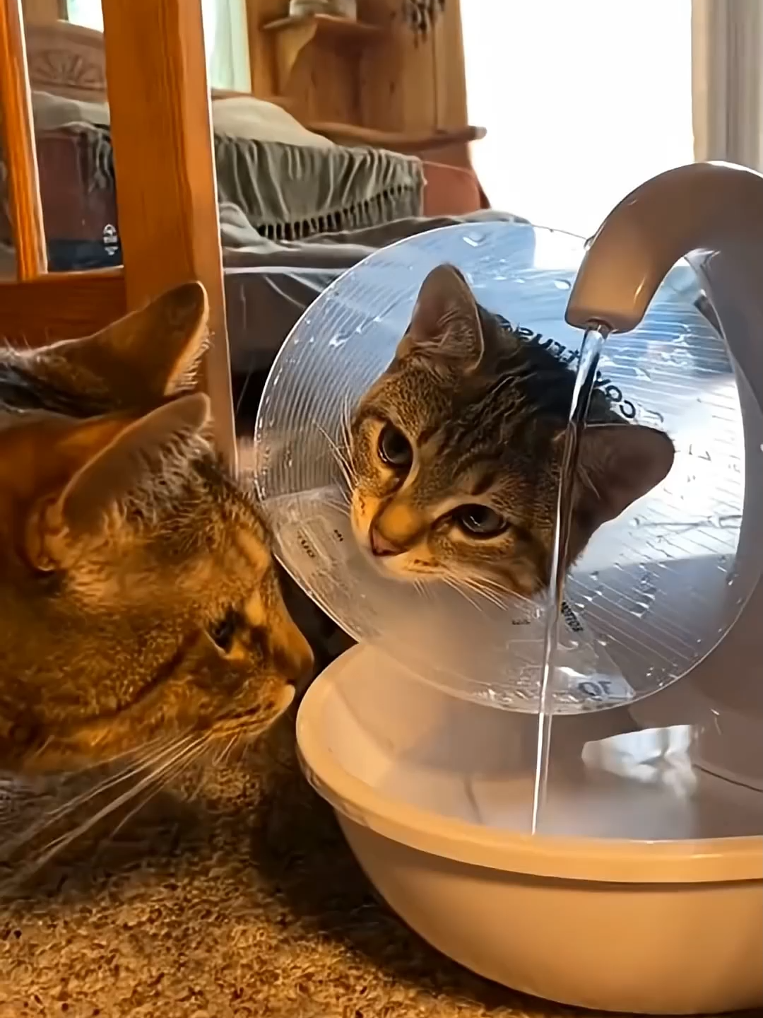 @Funny Cats 🐈