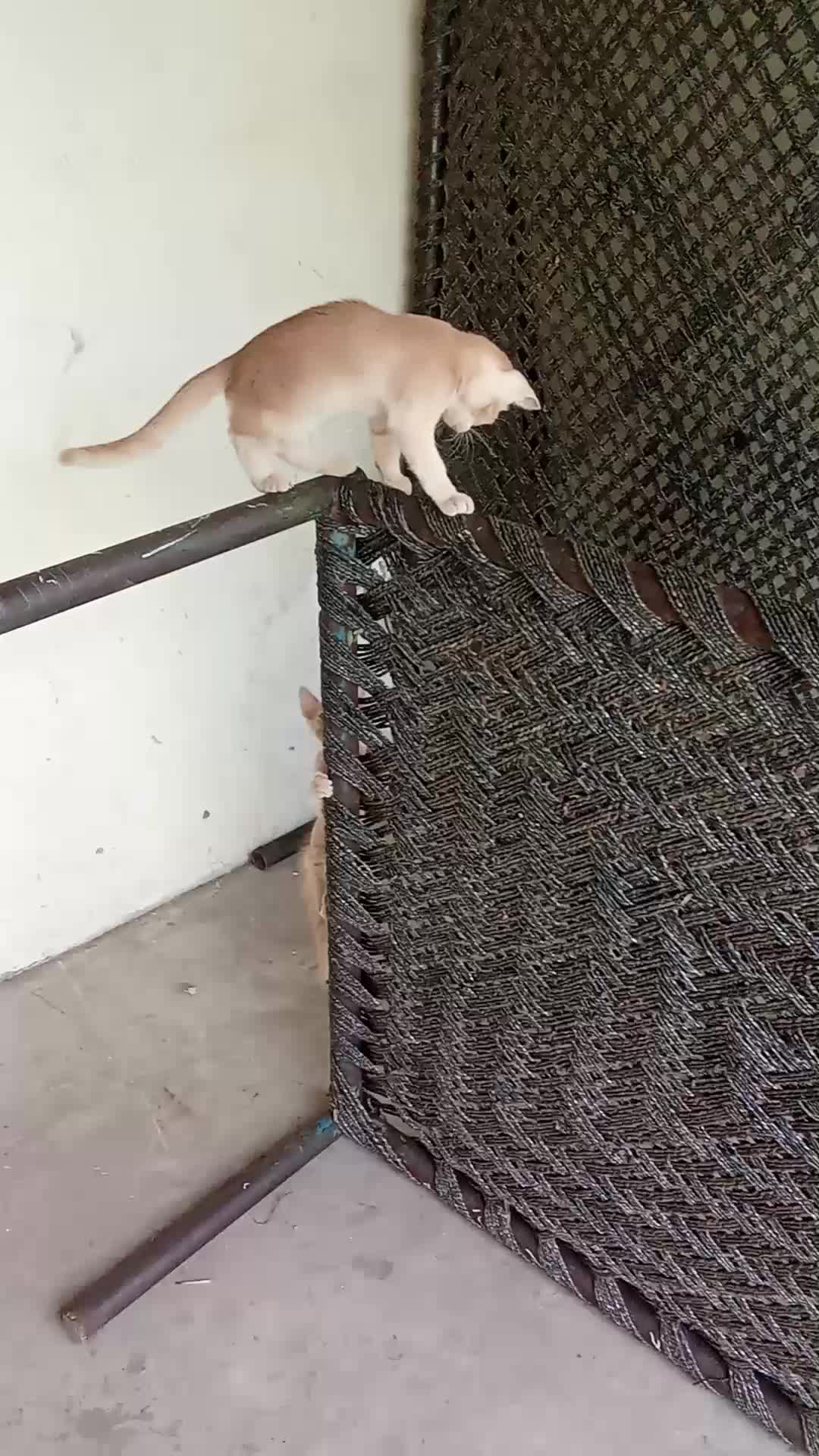 @cutecatlover8172