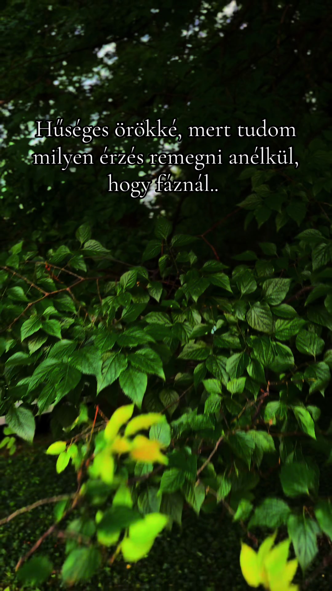 @Gábor Vaskó